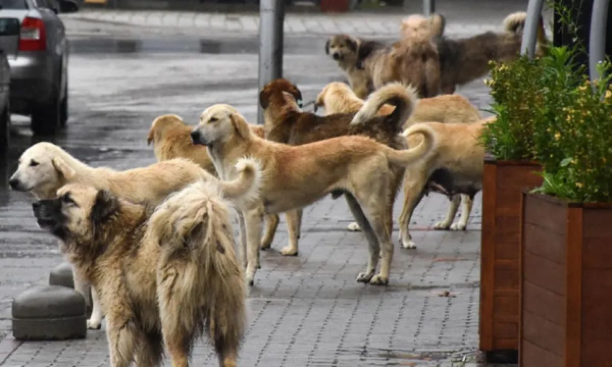 Washington Post: Kosova, 50 Binden Fazla Sokak Köpeği Sorununa Çözüm Arıyor