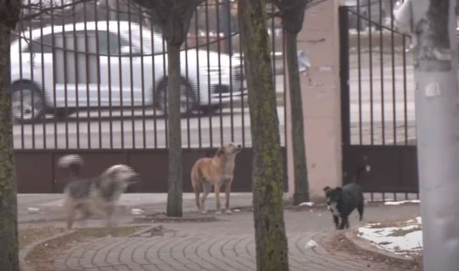 850 Köpeği Barındırmak İçin 12 Şahısa Yarım Milyon Euro Veriliyor