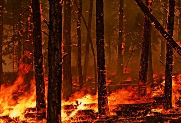 Bu Yıl Orman Yangınları Meydana Gelmedi