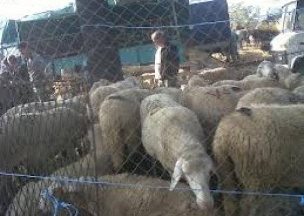 Kurbanları Kesiniz, Hastalık Tehlikesi Yok