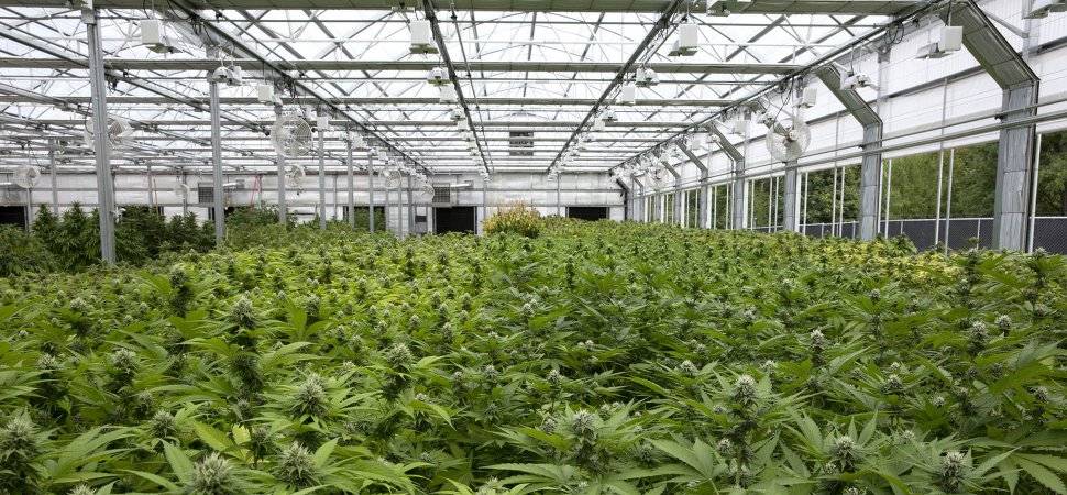 Polis, İpek’te Marihuana Ekili Yedi Tarla Buldu