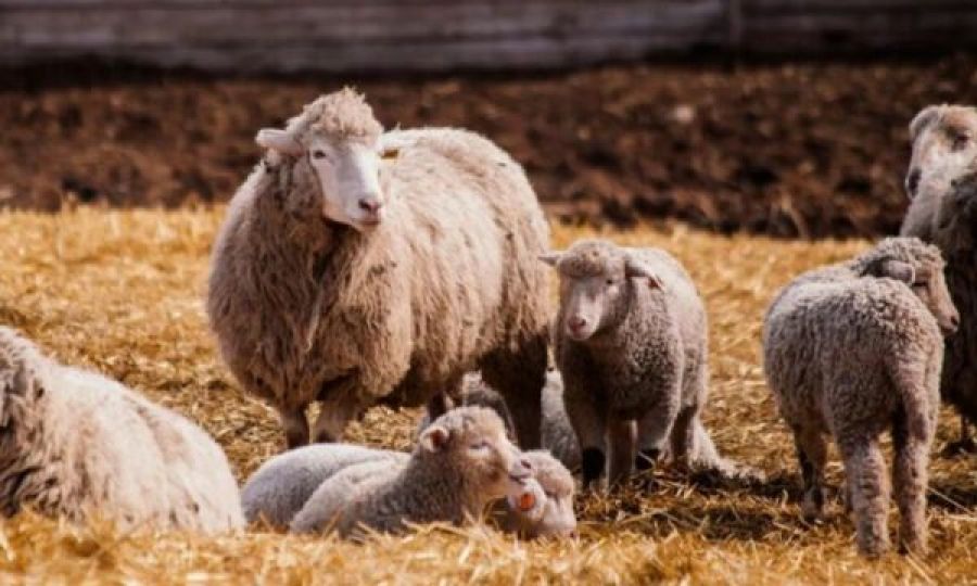 Arnavutluk’tan Küçükbaş Hayvan İthalatı Durduruldu