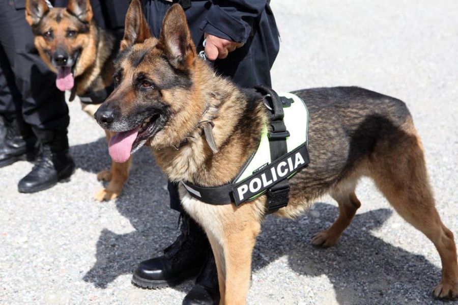 Mitroviça Cezaeviden Kaçan Bir Kişiyi Polis Köpeklerle Arıyor