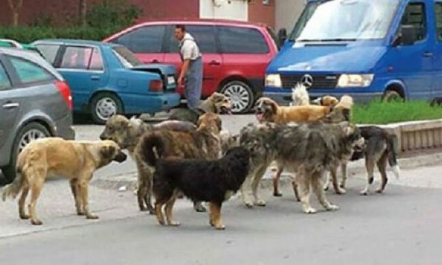 Priştine’de Sokak Köpekleri Yaşlı Kadına Saldırdı