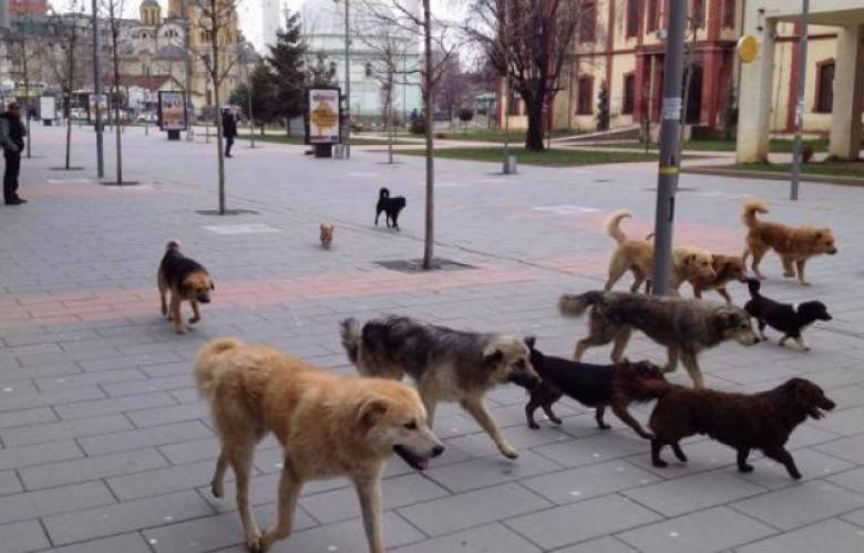Priştine’de Sokak Köpekleri Vatandaşlara Tehlike Yaratıyor