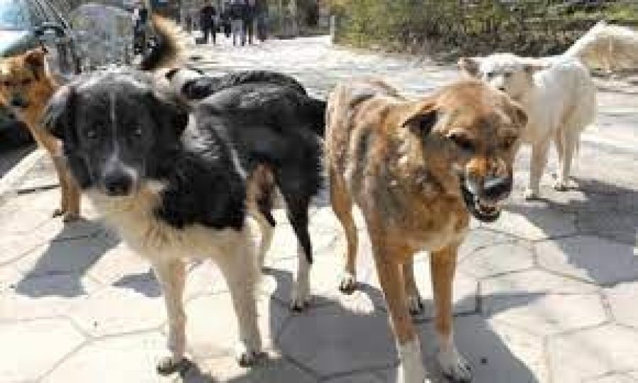 Priştine’de Köpeklerin Sokaklardan Uzaklaştırılması Eylemi Başladı