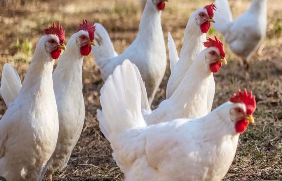 Kuş Gribi, Kosova'da İlk Vaka Teyit Edildi