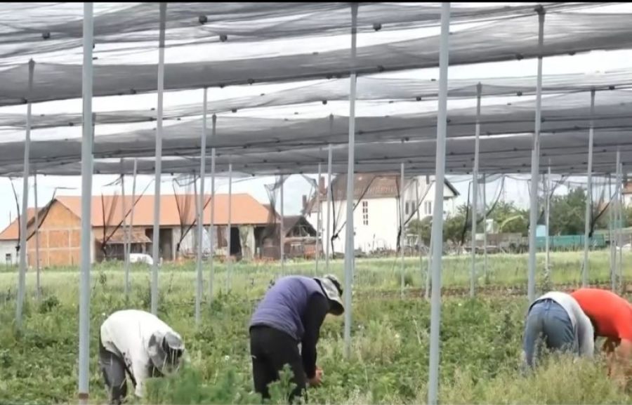 Dolu, Tarım Ürünlerine Zarar Verdi