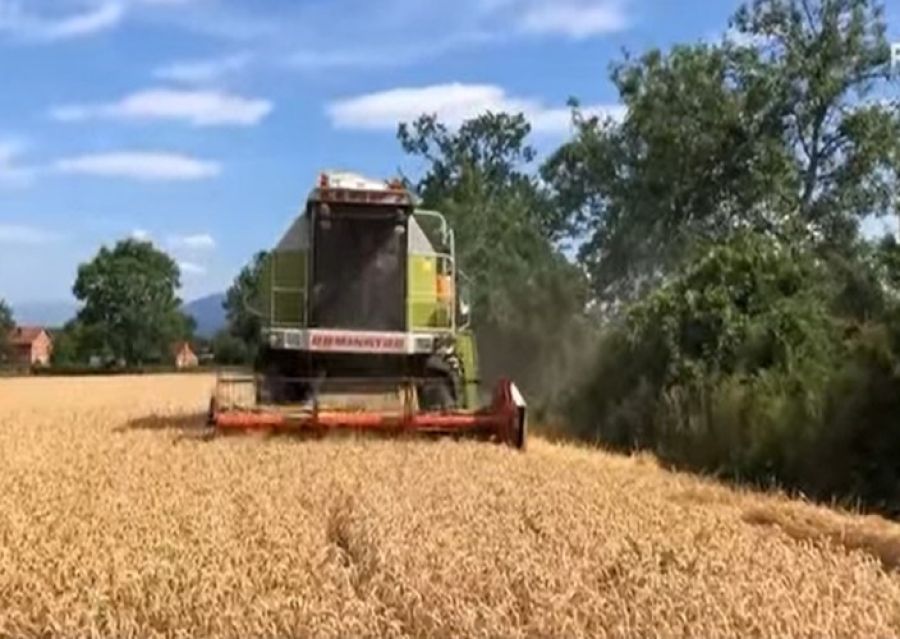 Buğday Verimi Yüksek, Ancak Çiftçiler Düşük Alım Fiyatından Şikâyetçi