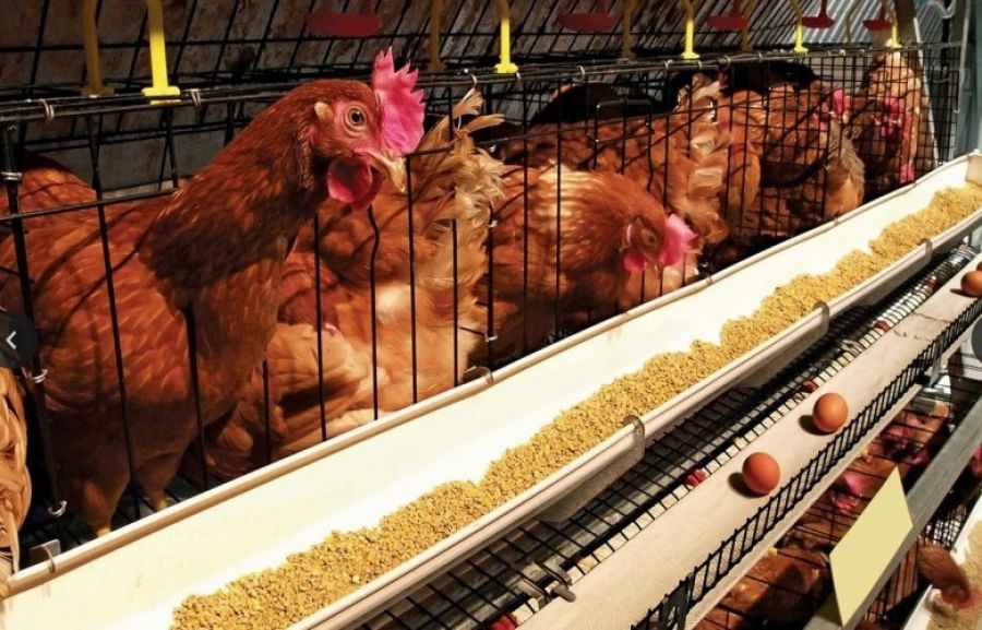 Kosova, Polonya’dan Canlı Kanatlı Hayvan ve Ürünlerinin İthalatını Durdurdu