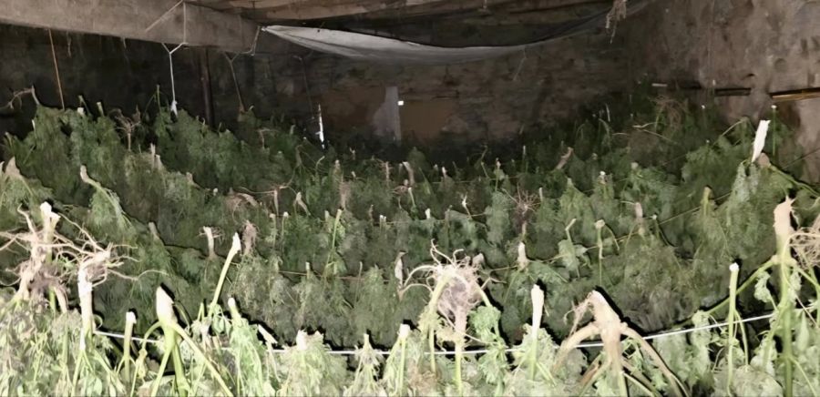 Suhareka'da Bir Ahırda Saklı 500 Kilodan Fazla Esrar Ele Geçirildi