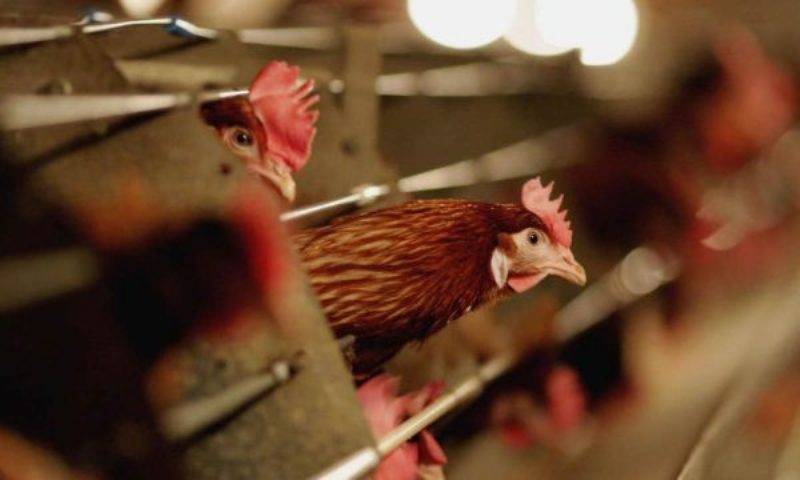 Kosova’da Kuş Gribi Vakası Kaydedilmedi
