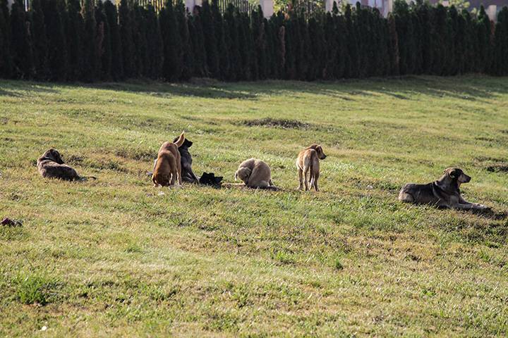 Sokak Köpeklerine Barınak İnşası İçin  Sözleşme İmzalandı