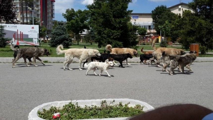 Priştine’de Bir Hamile Kadın Sokak Köpekleri Saldırısına Uğradı