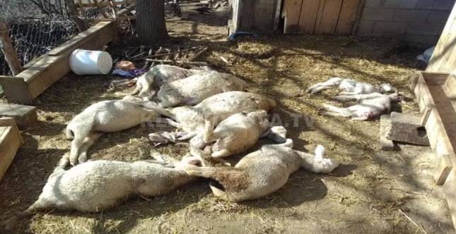 Prizren’de Ayı 12 Koyunu Daha Telef Etti