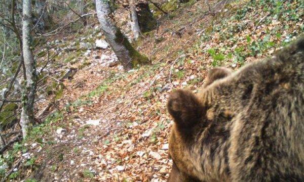 Yabani Hayvanlar Kuduza Karşı Hava Yolu İle Aşılanacak