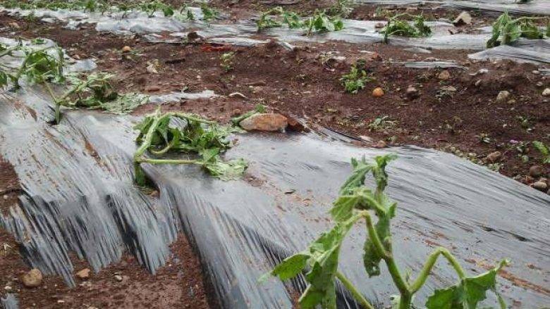 Tarım Zararlarının Tazmini için 2 Milyon Euro Tahsis Edildi
