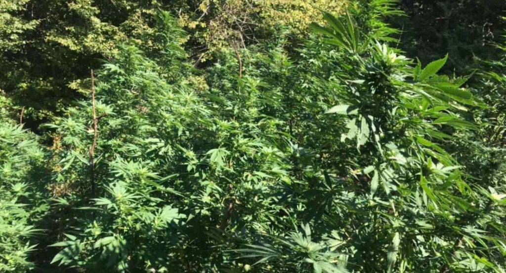 Kamenica’da 450 Kanabis Bitkisine El Koyuldu