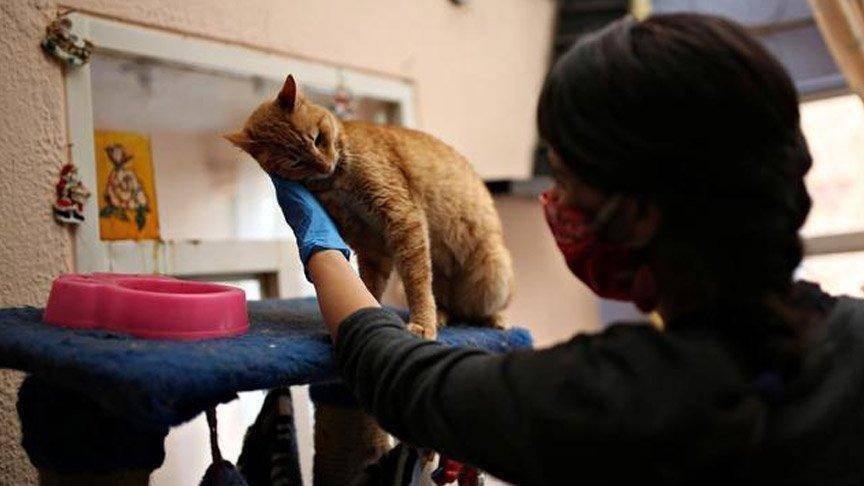 DSÖ doğruladı! Covid-19 insanlardan hayvanlara bulaşıyor