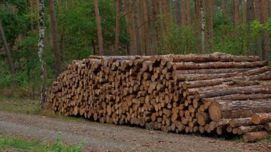 800 yıllık gelenek: Ağaç kesmeden odun üretiyorlar
