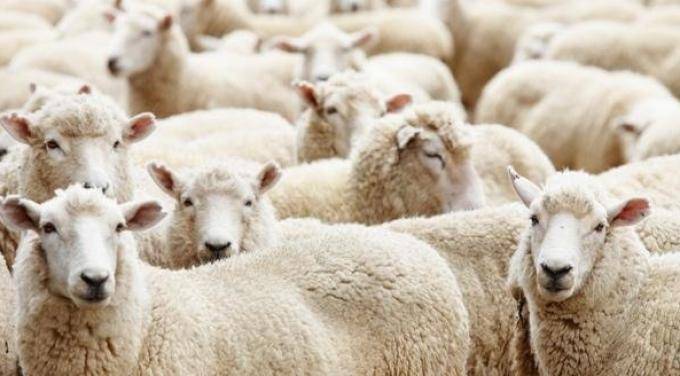 Sürülerin 80%-ni "Mavi Dil"-den Etkilenmedi