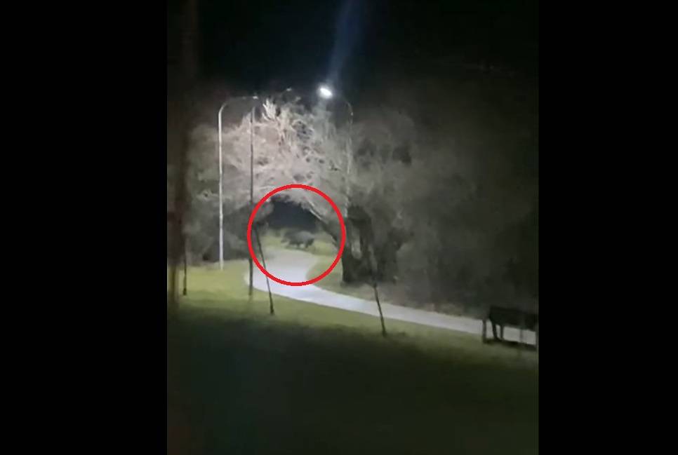 Gırmi Parkında Yabani Domuz Görüldü