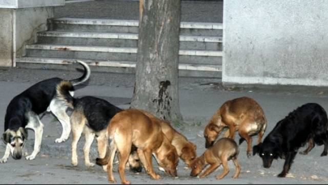Sokak Köpeklerinin Bir Diğer Kurbanı Ferizovikli Bir Çocuk