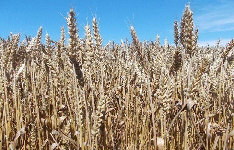 Son Yağışlar Ekinlere Zarar Verdi