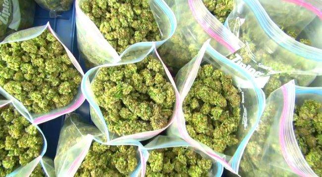 Polis  18 Torba Marihuana Ele Geçirdi