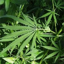 10 Kilogram Uyuşturucuyla 4 Kişi Gözaltı Alındı