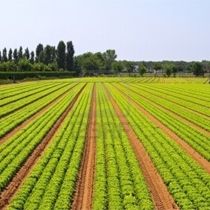 Seçimler, Tarım Sayımını Erteliyor