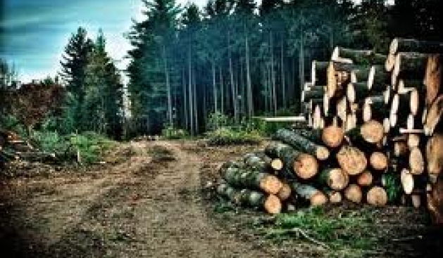 Kosova'da Her Yıl 3000 Hektar OrmanYok Oluyor