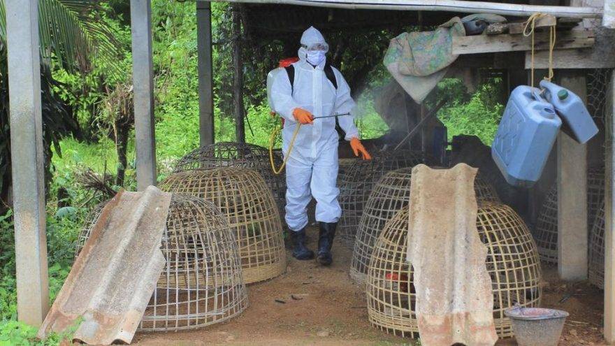 Resmen açıkladılar: H5N8 salgını tespit edildi