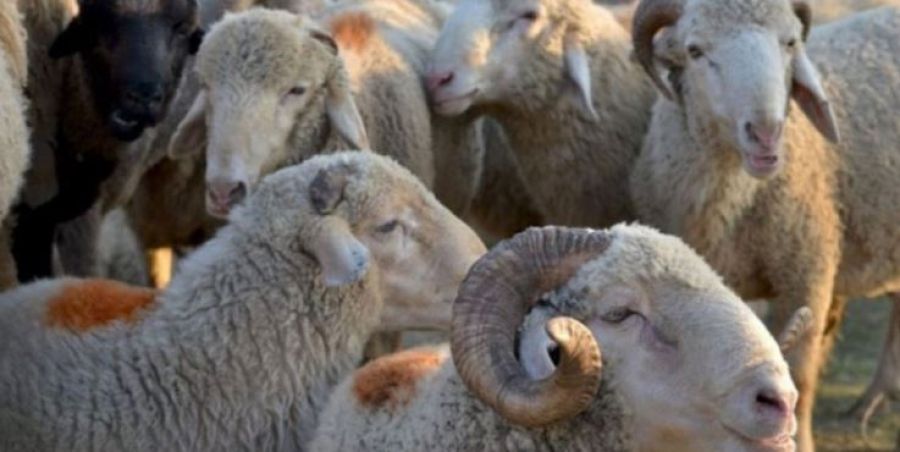 Kurban Kesimi Sadece Ruhsatlı Mezbahalarda Yapılmalı
