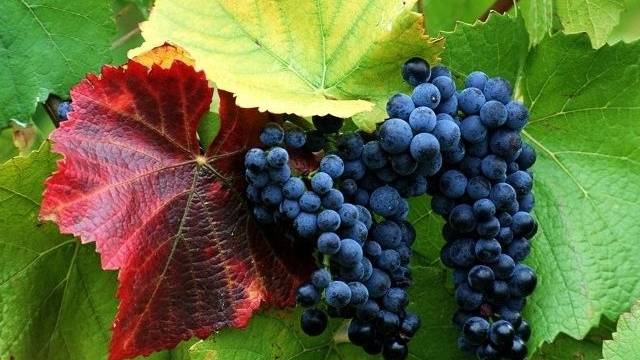 Arnavutluk'a Üzüm İhracatı Sorunu Çözüme Kavuşuyor
