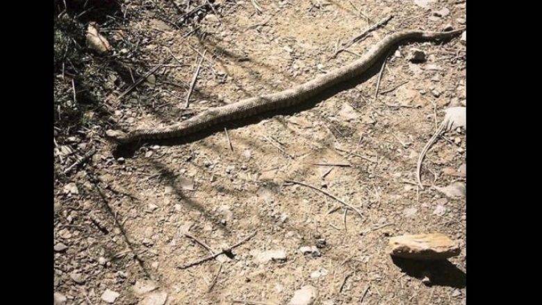 Gırmi’de Avrupa’nın En Zehirli Yılanına  Rastlandı