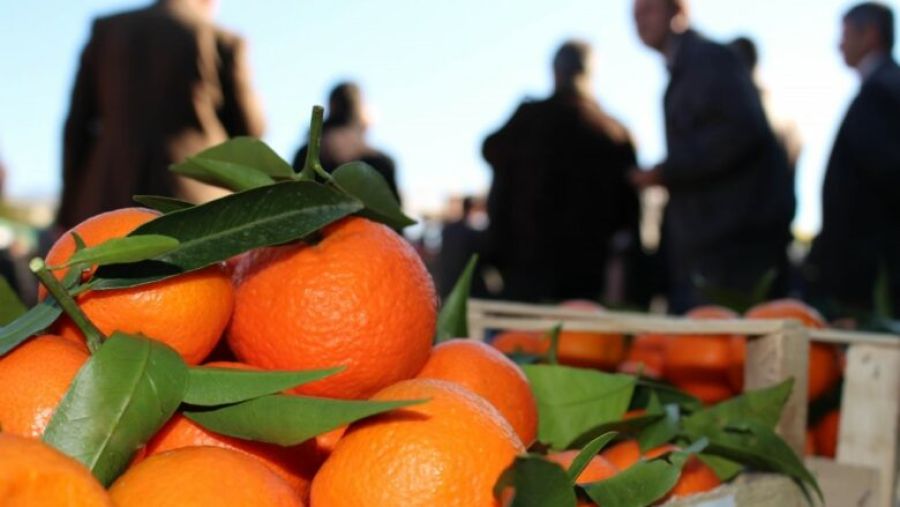Arnavutluk’tan Gelen Mandalinalar Sağlığa Zararlı, AUV Denetimleri Arttırdı
