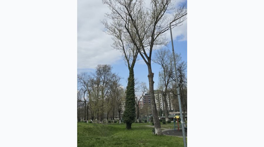 Parçalı Bulutlu Bir Hafta