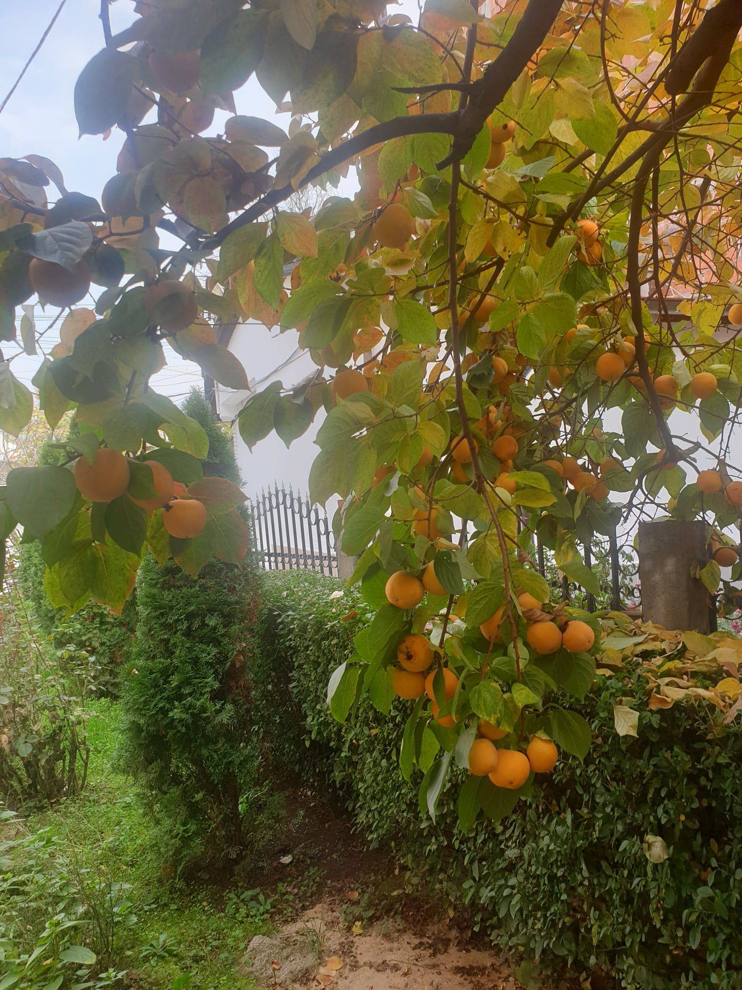 Bugün Daha Serin, Hafta Sonu Yağmur
