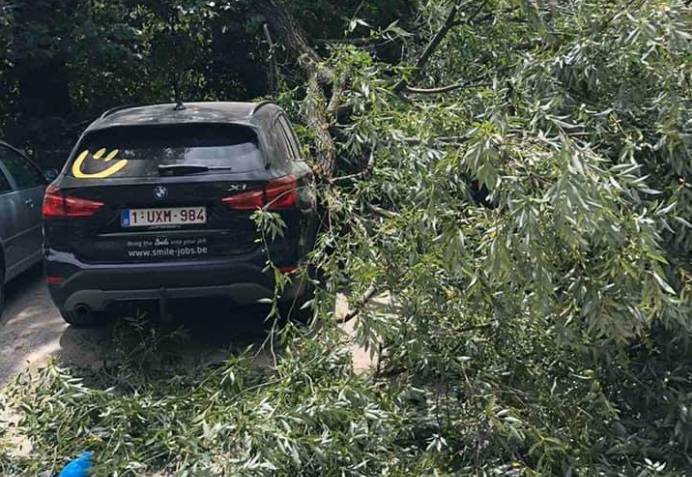 Şiddetli Rüzgardan İpek’te Ağaçlar Devrildi