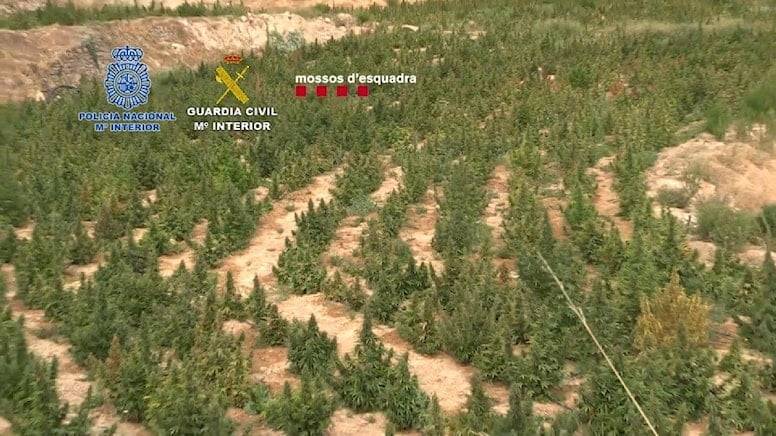 İspanya şokta: 52 ton kenevir ele geçirildi