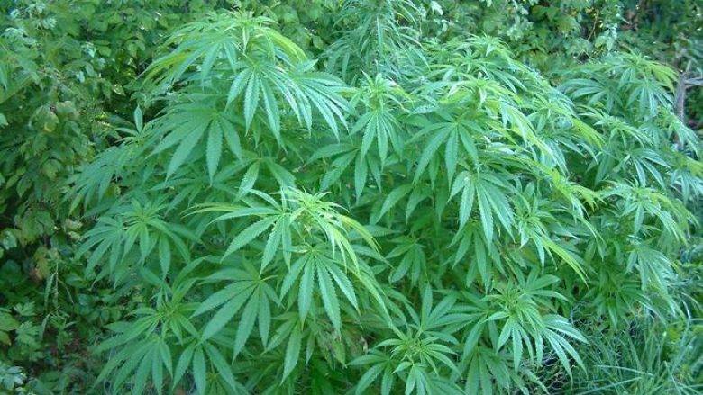 Miradi Köyünde 100 Kanabis Bitkisi Bulundu