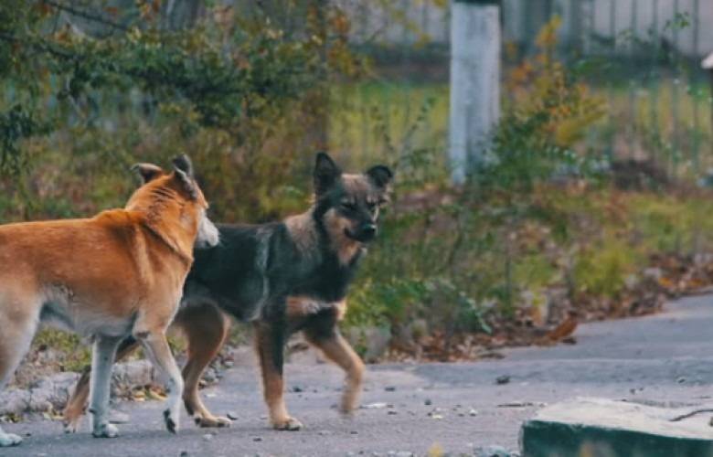 Sokak Köpekleri Tehlikesi Sürüyor, Bir Yılda 350 Saldırı Olayı