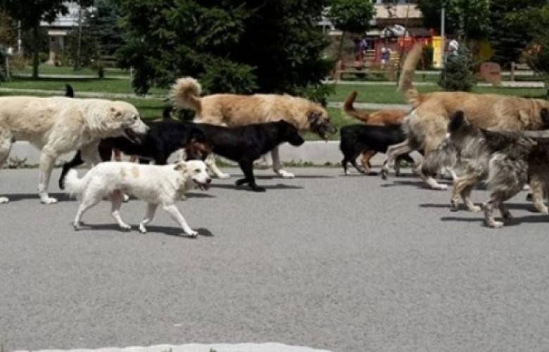 Sokak Köpeklerinin Kontrol Edilmesi Projesi Başlıyor