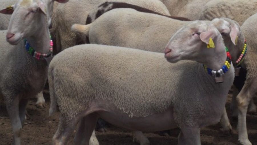  Bu Yıl Daha Pahalı Olmasına Rağmen, Kurban Satışları Yine İyi