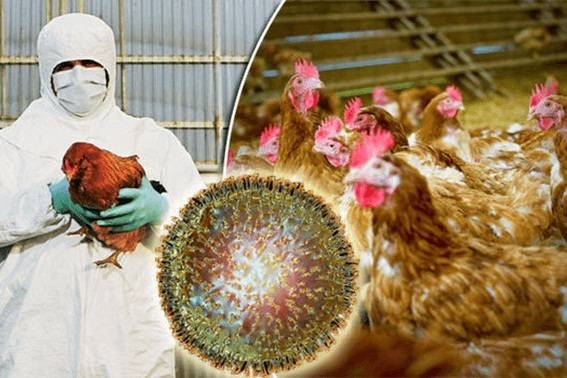 Kuş Gribi’nin Yayılmasını Önlemek İçin Gerekli Tüm Tedbirleri Aldık