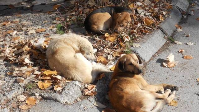 7 Yaşındaki Çocuk Sokak Köpeklerin Kurbanı Oldu