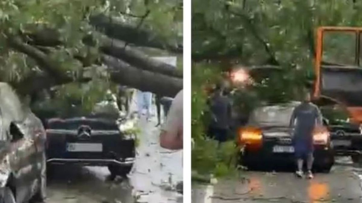 Brezoviça'da Bir Ağaç İki Aracın Üzerine Devrildi