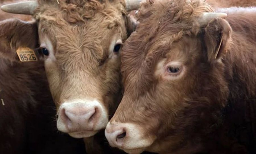 Kosova, Lombardiya Bölgesinden Büyükbaş Hayvan İthalatını LSD Salgını Nedeniyle Durdurdu