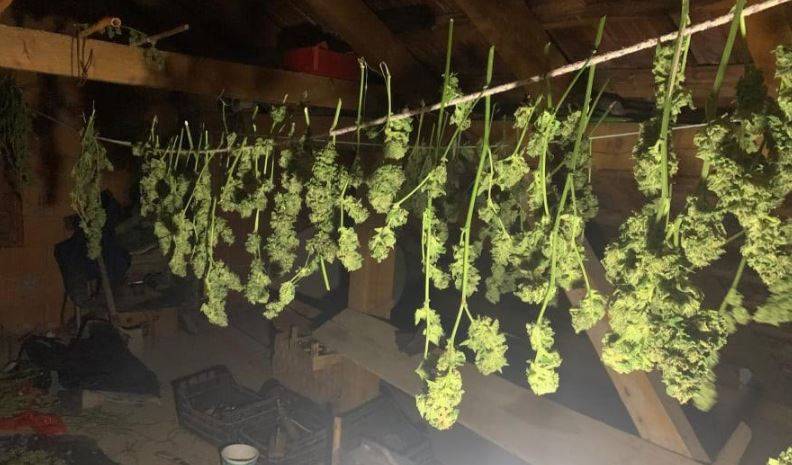 Prizren’de 11.1 Kg Esrar Ele Geçirildi